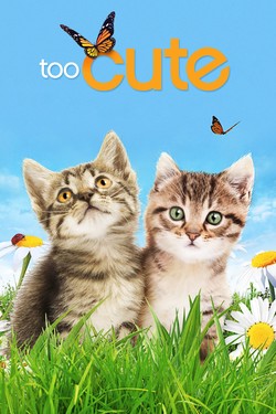 Симпатичные котята и щенки - смотреть онлайн