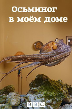 Осьминог в моём доме - смотреть онлайн