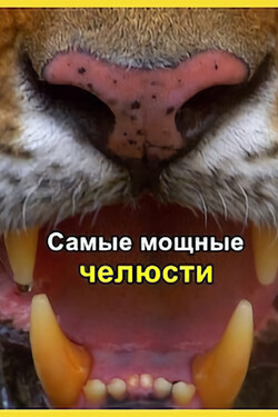 Самые мощные челюсти - смотреть онлайн