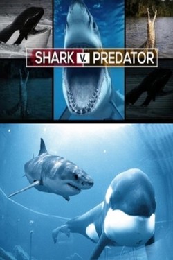 Nat Geo Wild: Акула против хищника - смотреть онлайн