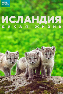 Исландия: Дикая жизнь - смотреть онлайн