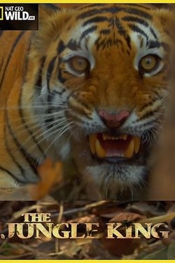 Путешествие короля джунглей - смотреть онлайн