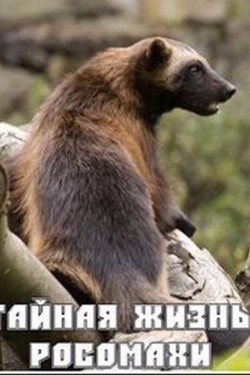 Дикий мир: Тайная жизнь Росомахи - смотреть онлайн