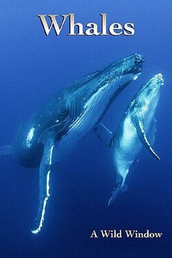 Окно дикой природы - Киты - смотреть онлайн