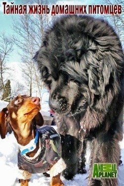 Animal Planet. Тайная жизнь домашних питомцев - смотреть онлайн