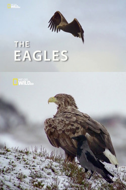 Орлы - смотреть онлайн