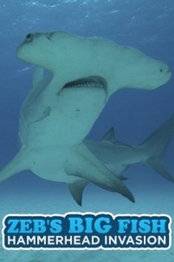 Большие рыбы Зеба Хогана - смотреть онлайн