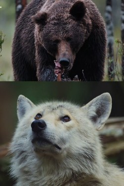 Nat Geo Wild: Волк против медведя - смотреть онлайн