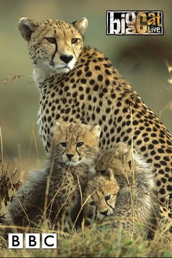 Дневник большой кошки - смотреть онлайн