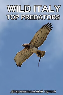 Дикая Италия. Высшие Хищники - смотреть онлайн