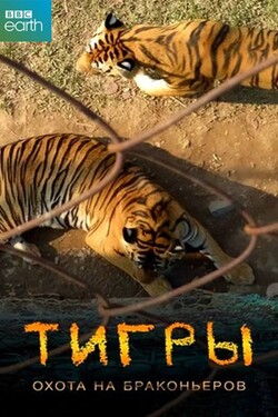BBC. Тигры: Охота на браконьеров - смотреть онлайн
