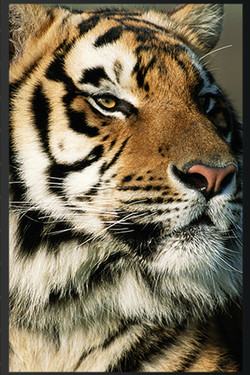 Тигр в бегах - смотреть онлайн