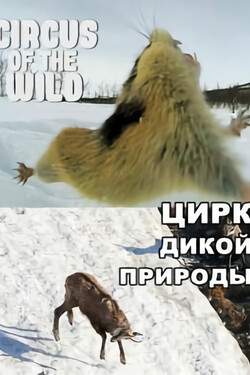 Цирк дикой природы - смотреть онлайн
