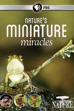 BBC. Мир Природы. Миниатюрные Чудеса - смотреть онлайн