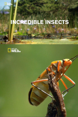 Удивительные насекомые - смотреть онлайн