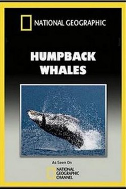 National Geographic. Горбатые киты - смотреть онлайн