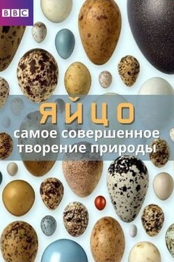 BBC. Яйцо: самое совершенное творение природы - смотреть онлайн