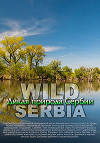 Дикая природа Сербии - смотреть онлайн
