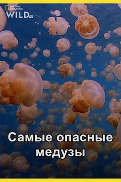 Самые опасные медузы - смотреть онлайн