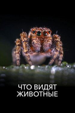 Что видят животные - смотреть онлайн