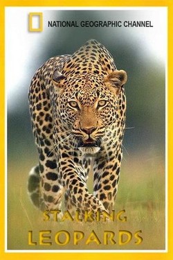 Королева леопардов - смотреть онлайн