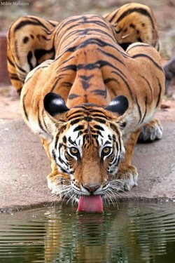 Самый знаменитый в мире тигр - смотреть онлайн