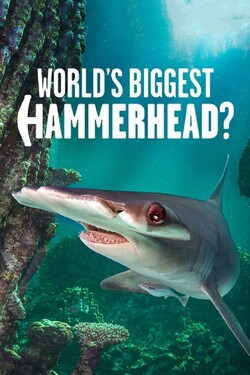 NG. Акула-молот: в поисках рекордсмена - смотреть онлайн