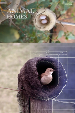 Дома животных - прирожденные инженеры - смотреть онлайн