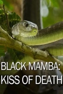 National Geographic. Черная мамба: поцелуй смерти - смотреть онлайн