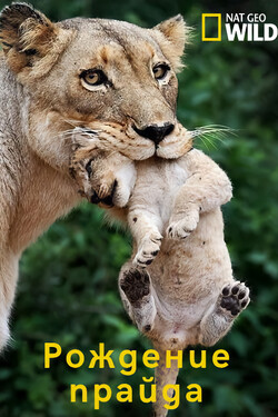 Рождение прайда - смотреть онлайн