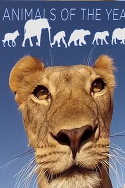 Nat Geo Wild: Животные года - смотреть онлайн