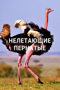 Нелетающие пернатые - смотреть онлайн
