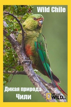 Nat Geo Wild: Дикая природа Чили - смотреть онлайн