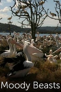 Nat Geo Wild: Переменчивые животные - смотреть онлайн