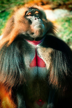 Королева бабуинов - смотреть онлайн