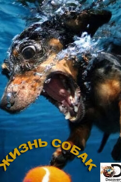 Discovery. Жизнь собак - смотреть онлайн