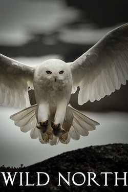 Дикий Север - смотреть онлайн