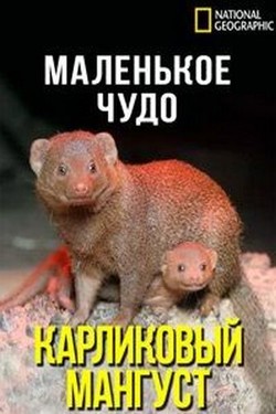 Маленькое чудо: Карликовый мангуст - смотреть онлайн