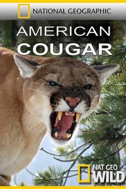 National Geographic. Американская пума - смотреть онлайн