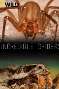 Удивительные пауки - смотреть онлайн
