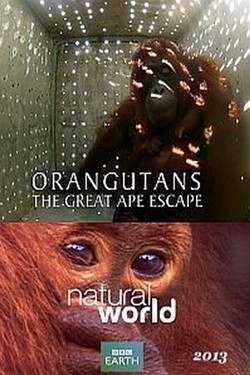 Орангутаны: спасение человекообразных приматов - смотреть онлайн