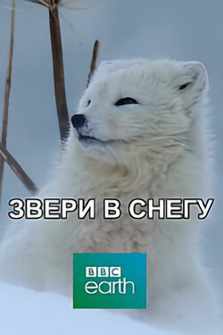 BBC: Звери в снегу - смотреть онлайн