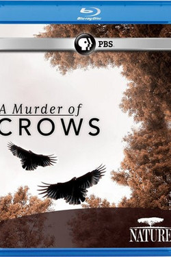 Воронья стая - смотреть онлайн