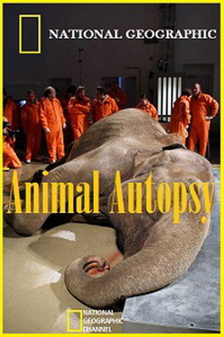 NG: Анатомия крупнейших животных - смотреть онлайн
