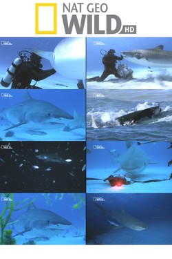 Nat Geo Wild: Ужас тигровой акулы - смотреть онлайн