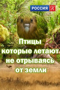 Птицы, которые летают не отрываясь от земли - смотреть онлайн