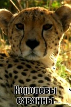 Animal Planet. Королевы саванны - смотреть онлайн
