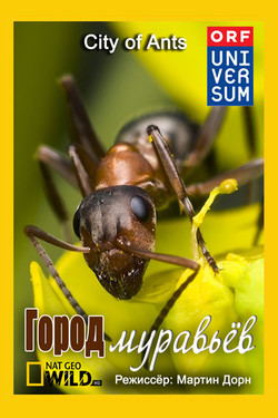 NG. Город муравьёв - смотреть онлайн