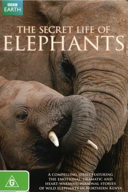 BBC. Тайная жизнь слонов - смотреть онлайн