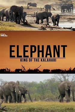 NGW: Слон: Король Калахари - смотреть онлайн